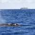 whale_humpback_v_01036_dom3221.jpg